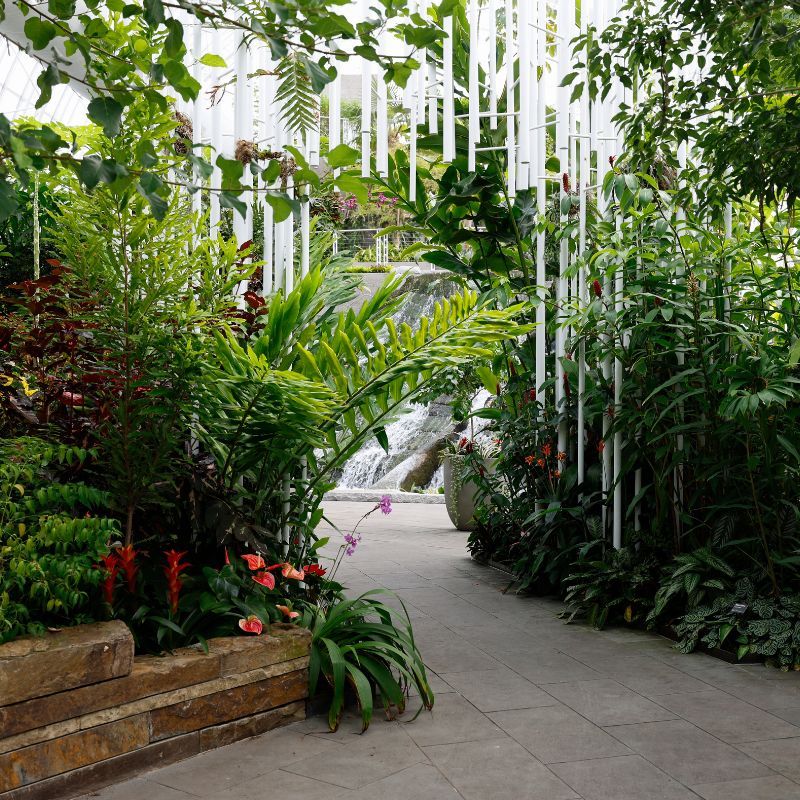 Tropical plants line a paved pathway to an indoor waterfall inside the Crystal Bridge Conservatory.