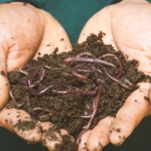Two outstretched hands hold moist soil and worms for a vermicompost class.