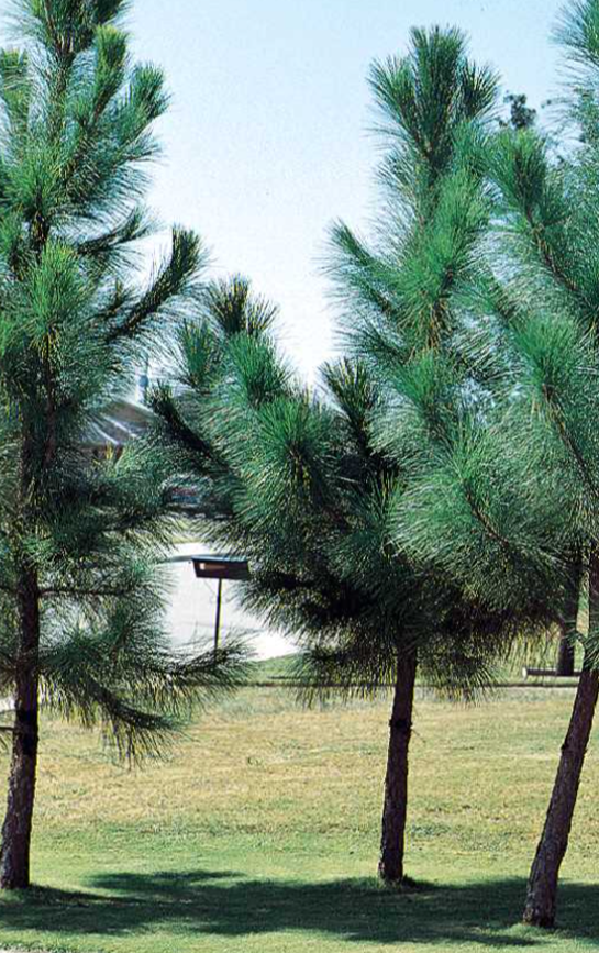Pinus taeda – Loblolly Pine