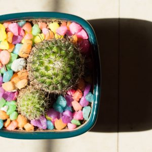 Overhead shot of a two small cacti surrounded by colorful pebbles in a teal colored flower pot.