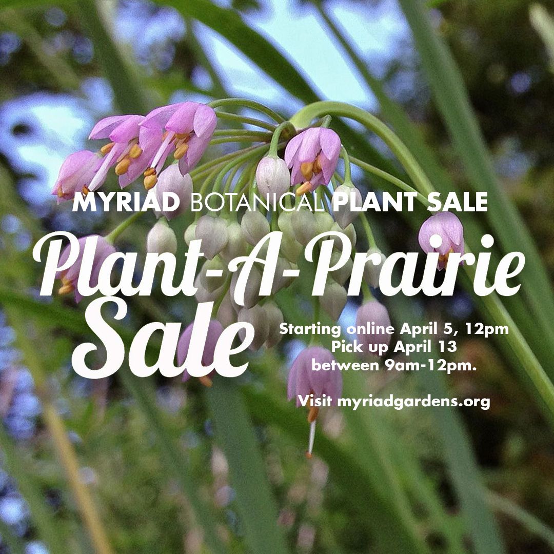 Annual Plant A Prairie Online Sale Myriad Botanical Gardens