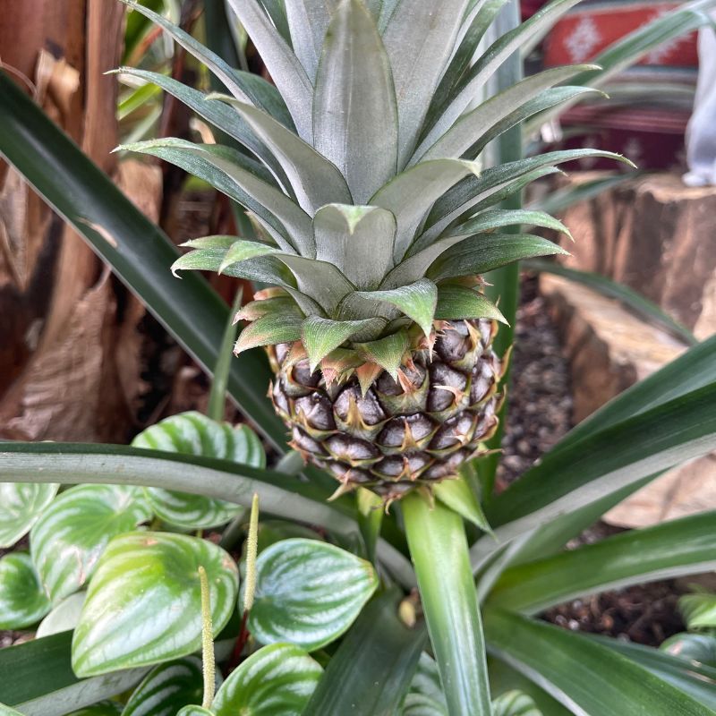 A small pineapple grows inside the Crystal Bridge Conservatory at Myriad Gardens.