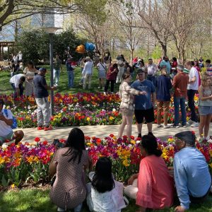 Crowds of families taking photos among displays of colorful tulips at Myriad Gardens.