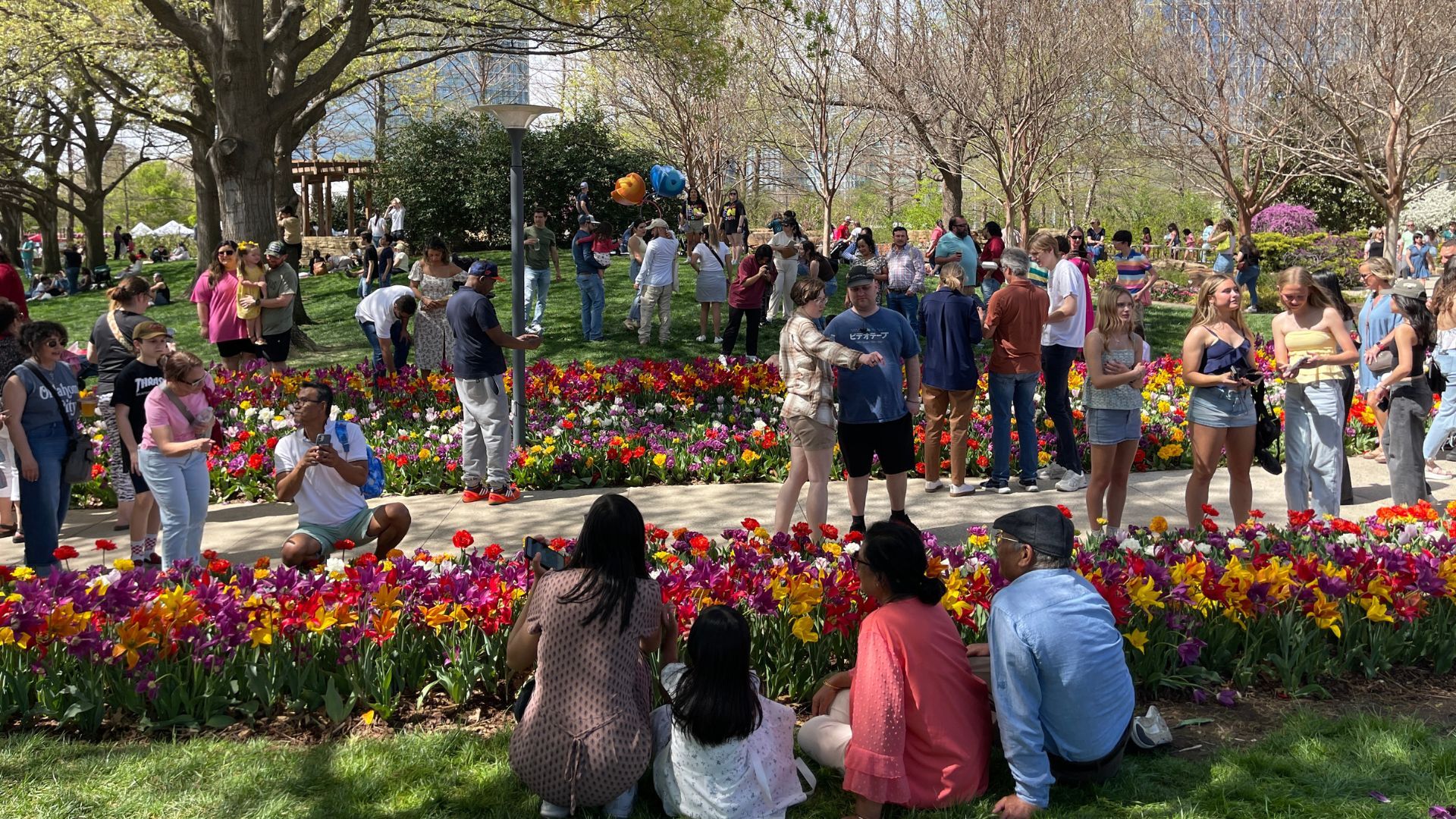 Image showing crowds of families taking photos among displays of colorful tulips at Myriad Gardens.