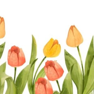 Watercolor image of yellow, orange and red tulips.